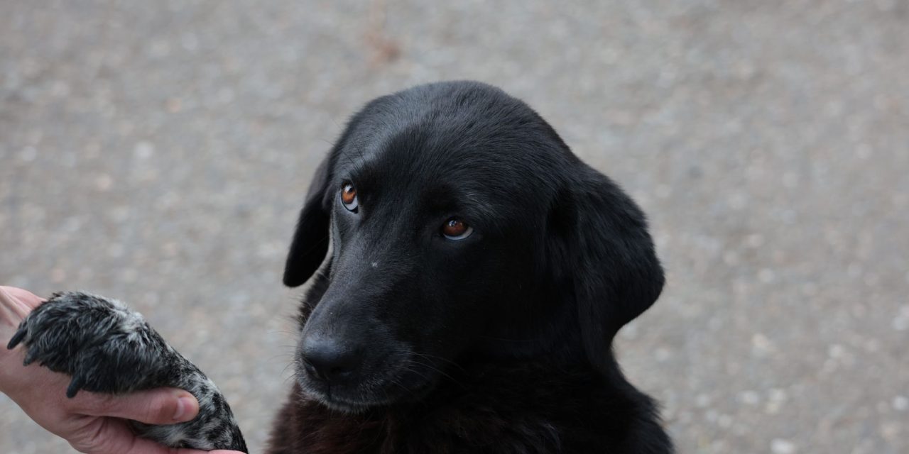 Sept. 23 — SEO for Paws livestream: AI and search insights with fundraising for Kyiv animal shelters