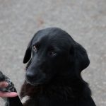 Sept. 23 — SEO for Paws livestream: AI and search insights with fundraising for Kyiv animal shelters