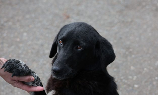 Sept. 23 — SEO for Paws livestream: AI and search insights with fundraising for Kyiv animal shelters